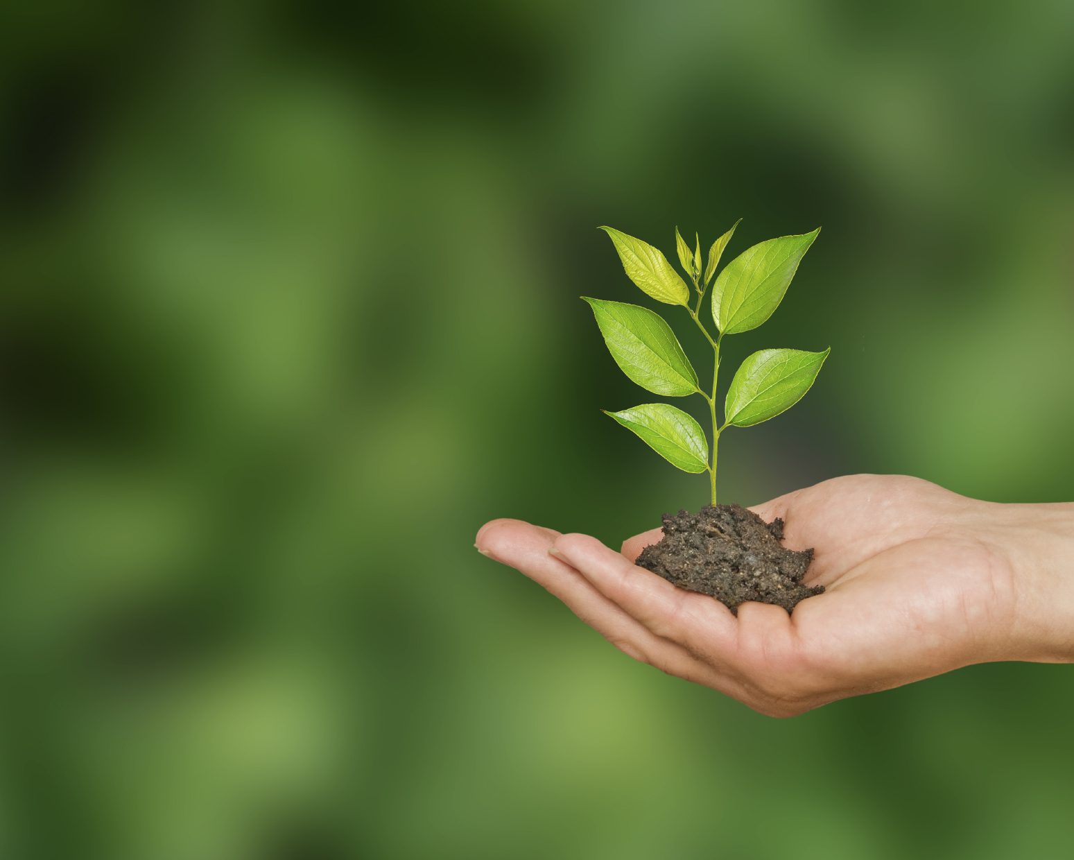 Media alert volunteers to plant 5230 trees at uq st lucia campus uq